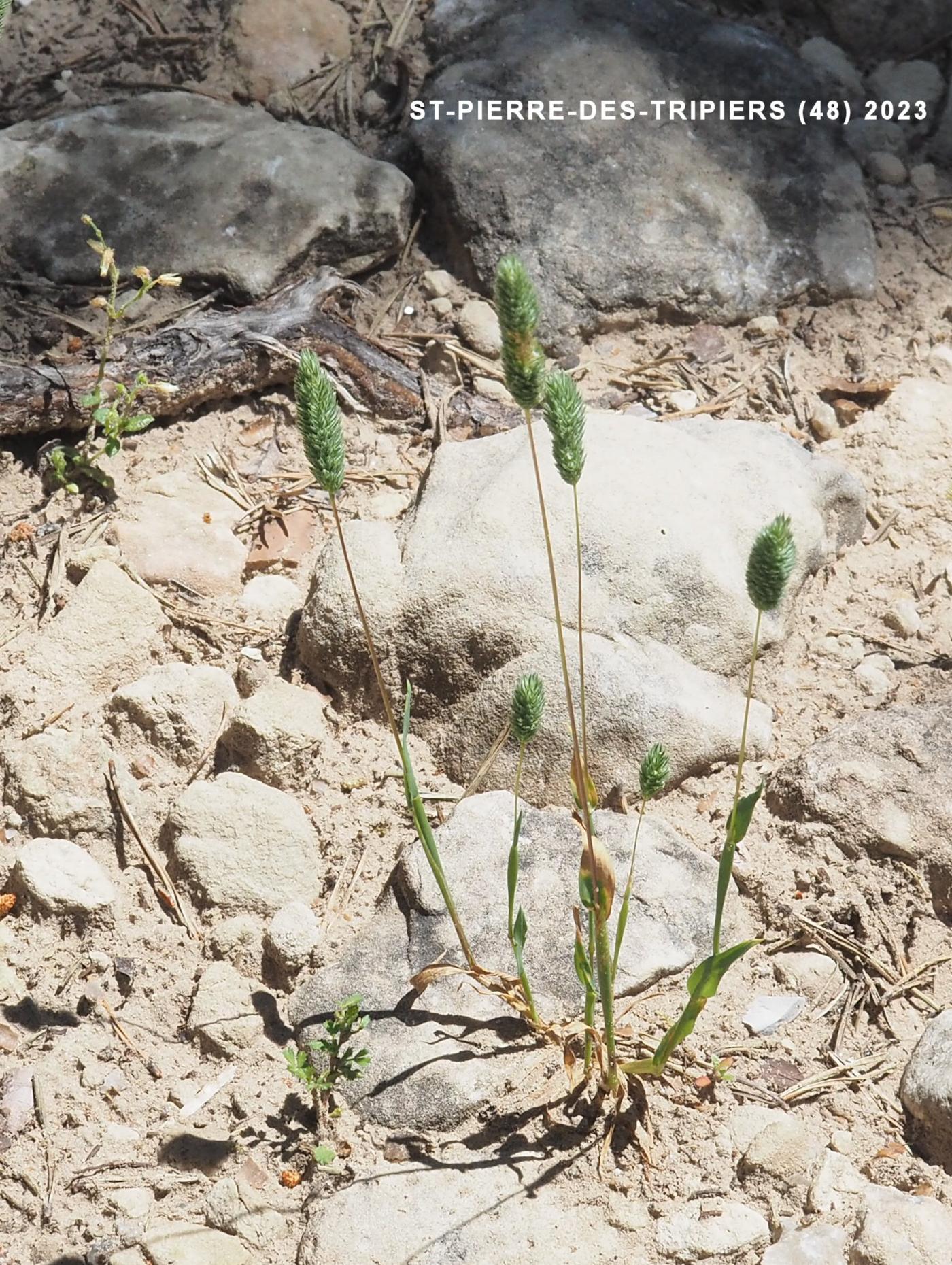 Cat's-Tail, Sand plant